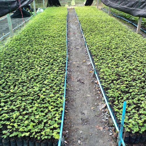 Thailand Tree Farm Thailand Tree Farm