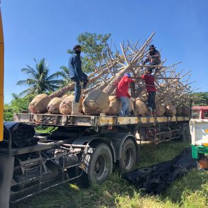 Thailand Tree Transplant