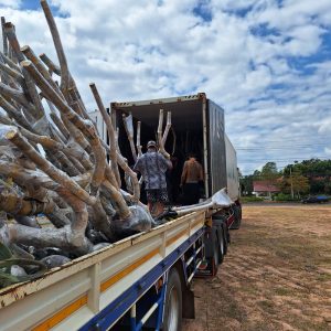 Thailand Tree Transplant