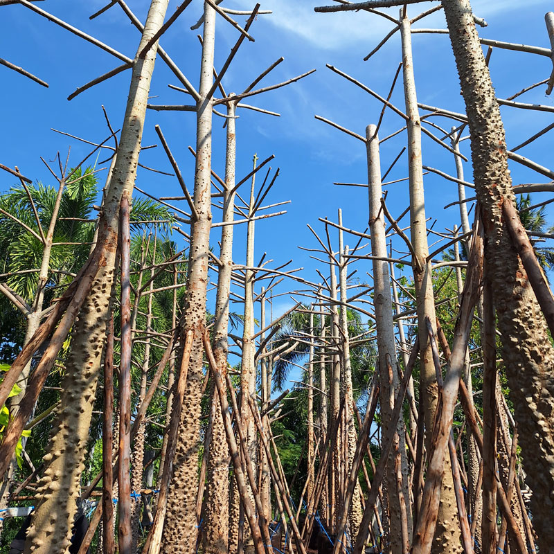 Thailand Tree Transplant