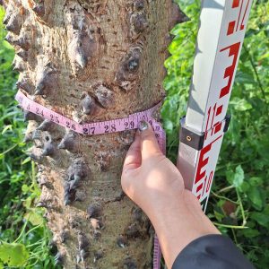 Thailand Tree Transplant