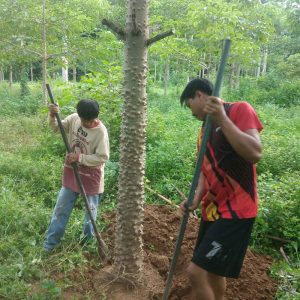 Thailand Tree Transplant