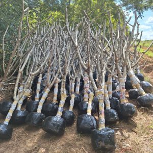 Thailand Tree Transplant